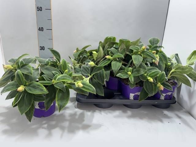 <h4>TIBOUCHINA RICH BLUE</h4>