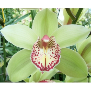 Cymbidium Hans