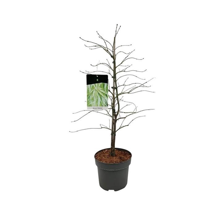 <h4>Acer pal. 'Dissectum'</h4>