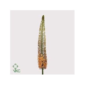 EREMURUS CLEOPATRA