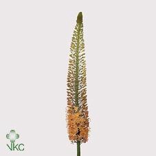 <h4>EREMURUS CLEOPATRA</h4>