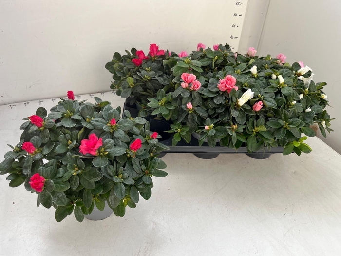 <h4>RHODO SI GEM</h4>