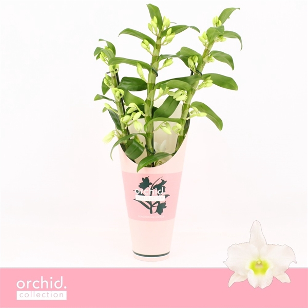 <h4>Dendrobium Nobilé, Apollon 3-spike 65+ cm 'Orchid Collection' Potcover</h4>