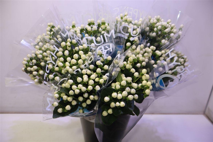 <h4>Hyp Coco Uno</h4>