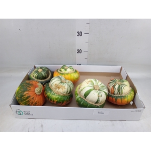 Cucurbita