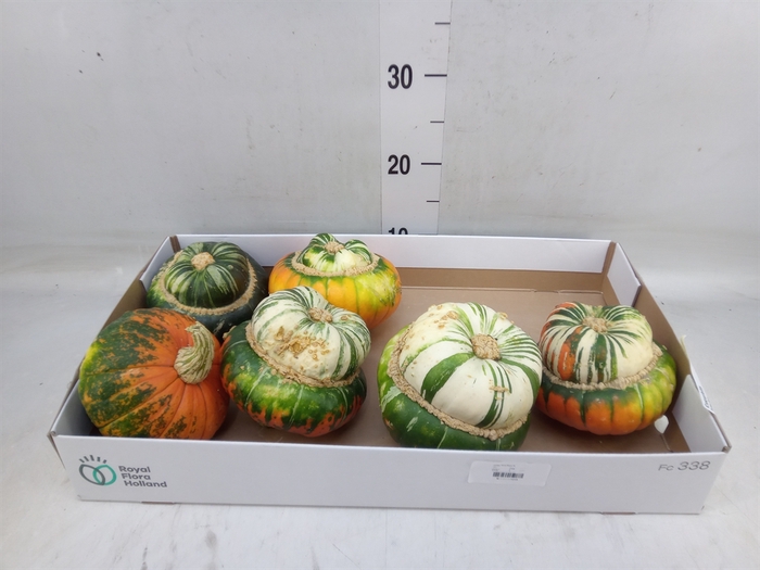 <h4>Cucurbita</h4>