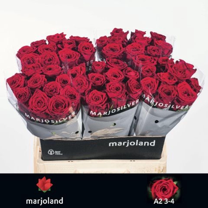 <h4>RS GR RED NAOMI R GR RED NAOMI! 3-4</h4>