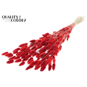 Lagurus Premium per bunch Red