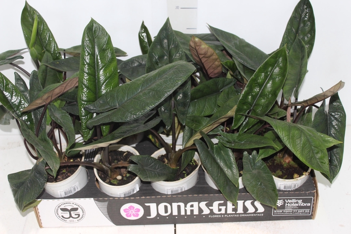 <h4>ALOCASIA SCALPRUM P12</h4>