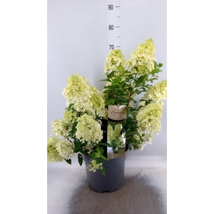 Hydrangea pan. 'Magical Matterhorn'