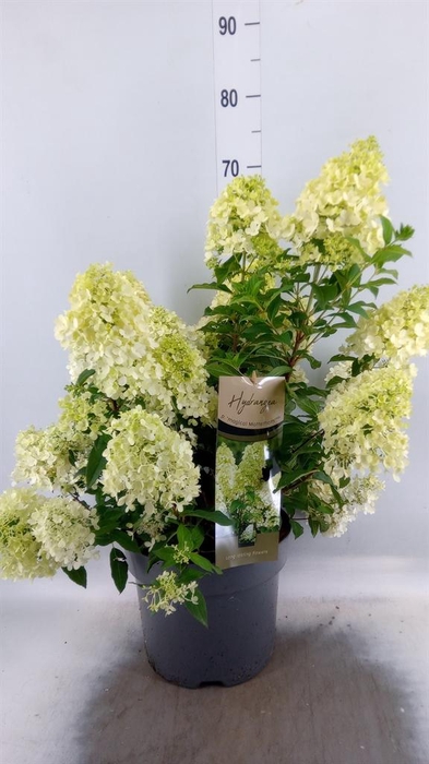 <h4>Hydrangea pan. 'Magical Matterhorn'</h4>