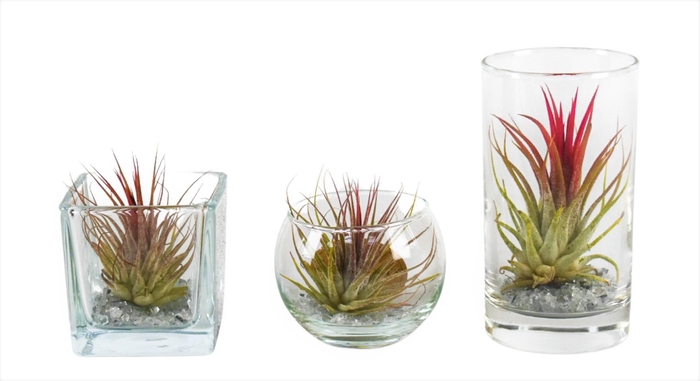 <h4>Arr.  Tillandsia L%</h4>