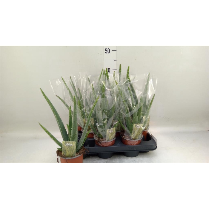 <h4>Aloe vera</h4>