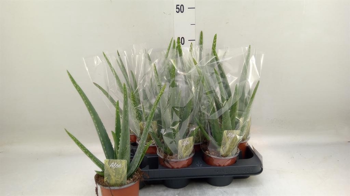 <h4>Aloe vera</h4>