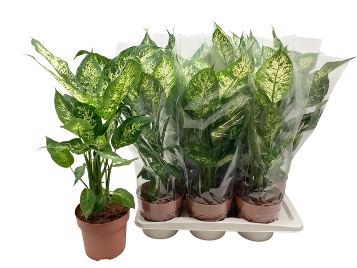 <h4>DIEFF COMPACTA</h4>