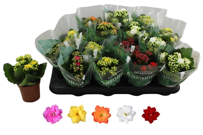 <h4>KAL GE RO GEM 5 KL</h4>