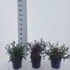 Gaura