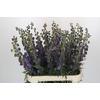 Aconitum Napellus