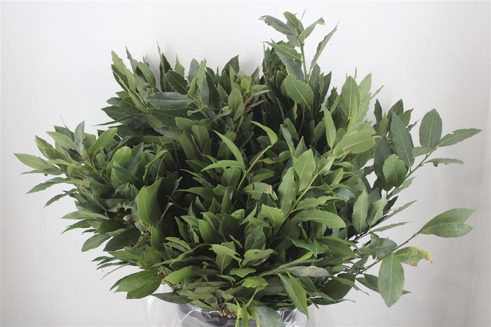 <h4>Laurier 300gr P Bunch</h4>