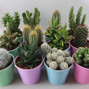 CACTUS GEM