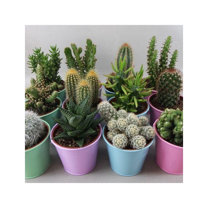 <h4>CACTUS GEM</h4>