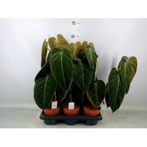 Philodendron melanochrysum