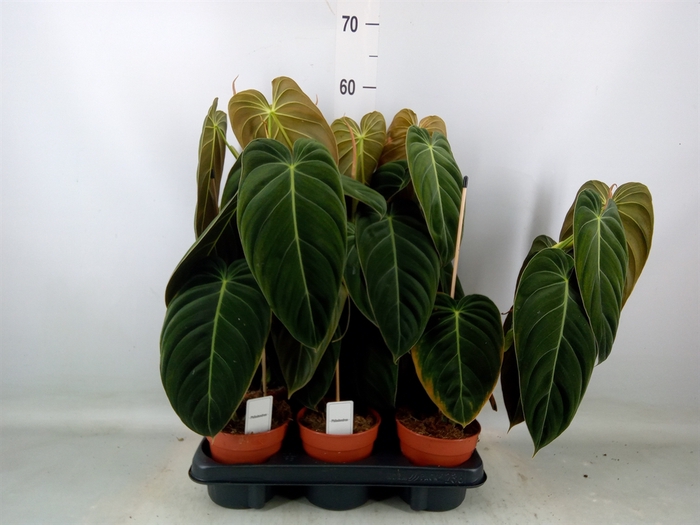 <h4>Philodendron melanochrysum</h4>