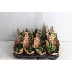 CACTUS ACANTHOCEREUS TETRAGONUS P09
