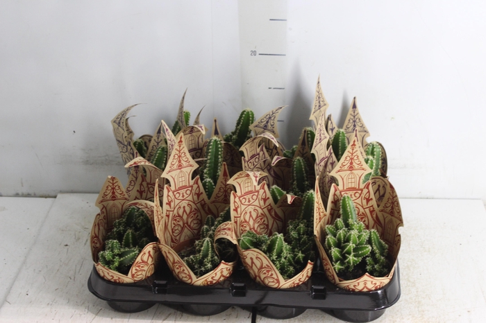 <h4>CACTUS ACANTHOCEREUS TETRAGONUS P09</h4>