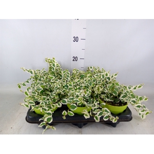 Ficus pumila 'Belle Sunny'