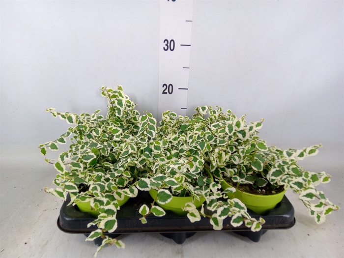 <h4>Ficus pumila 'Belle Sunny'</h4>