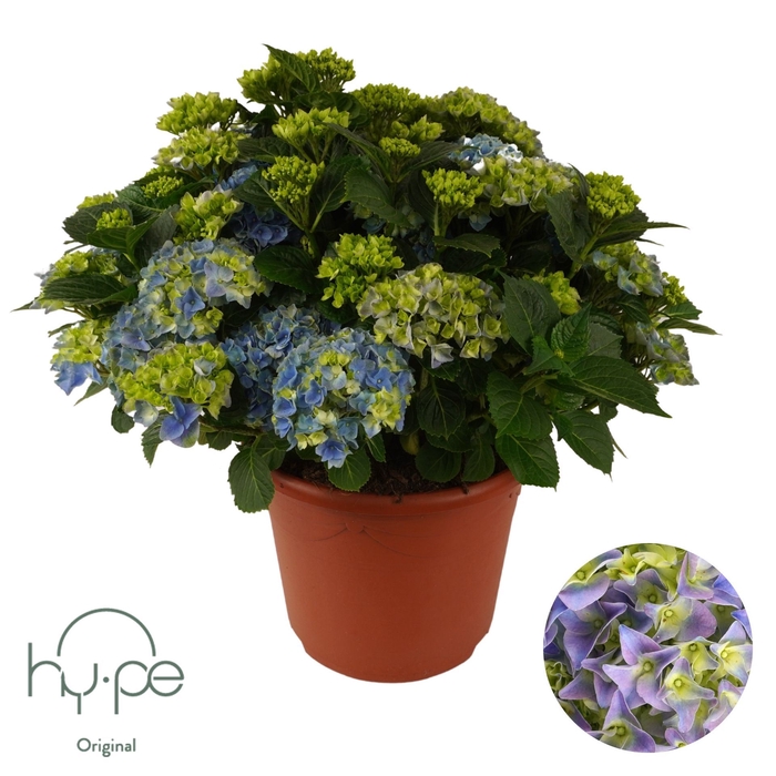 <h4>Hydrangea macrophylla overig</h4>