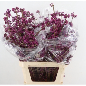 CALLICARPA BOD PROFU