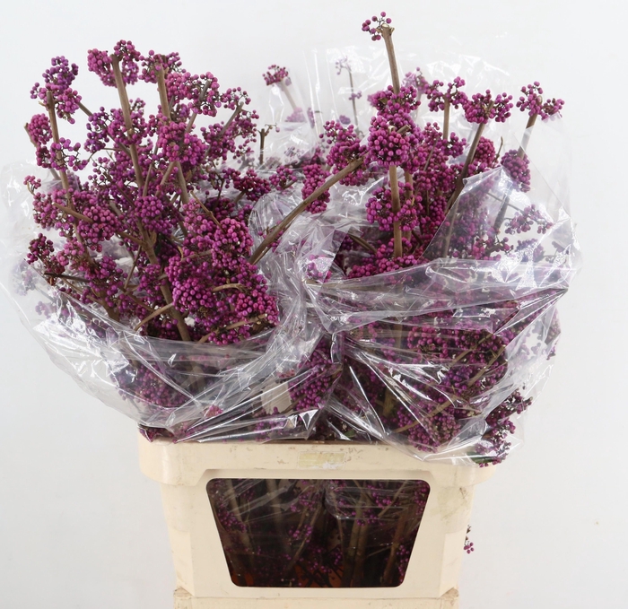 <h4>CALLICARPA BOD PROFU</h4>