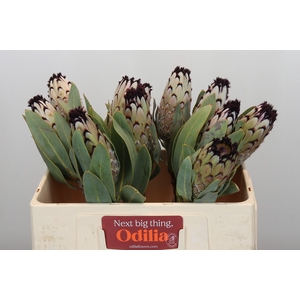 Protea Barbigera Snow Princess