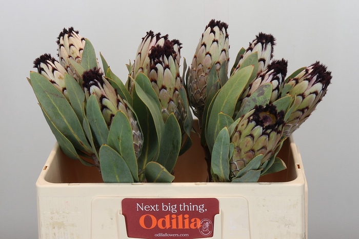<h4>Protea Barbigera Snow Princess</h4>