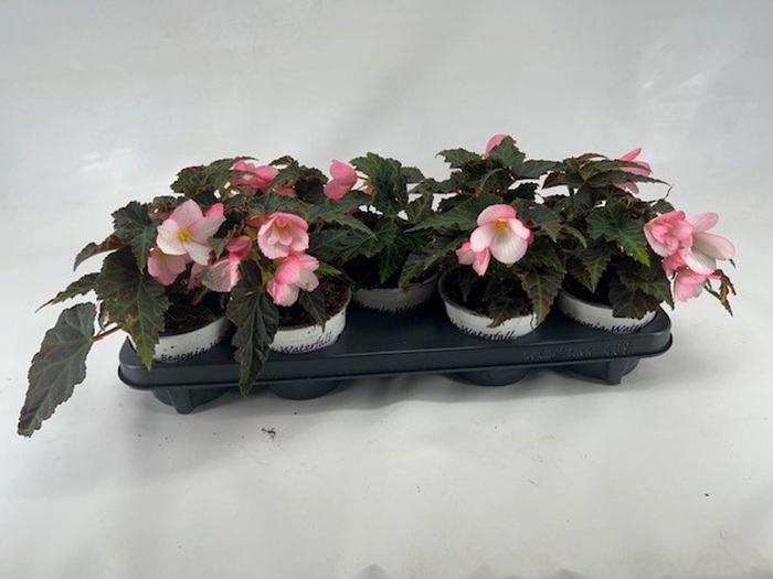 <h4>Begonia Florencio Applesblossom</h4>