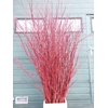 CORNUS ALBA SIBIRICA VERT. 160CM
