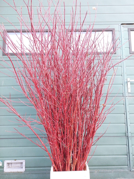 CORNUS ALBA SIBIRICA VERT. 160CM
