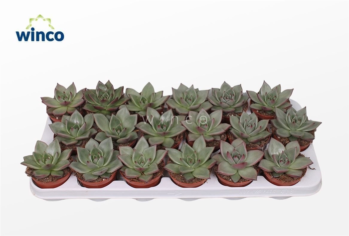 <h4>Echeveria Sirius</h4>