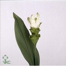 21832: Lovess arrangement