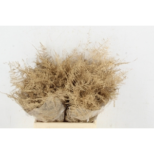 Asp IT 1e Veren Ant. Goud