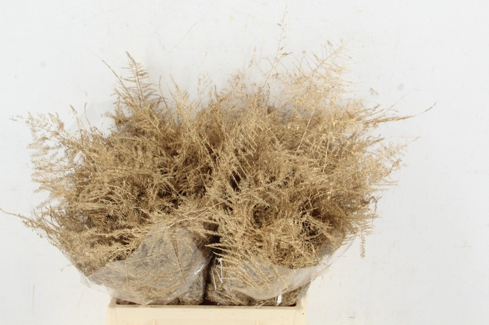 <h4>Asp IT 1e Veren Ant. Goud</h4>