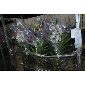 ORQUIDEA VANDA CESTA VAZADA