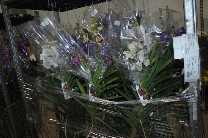 ORQUIDEA VANDA CESTA VAZADA