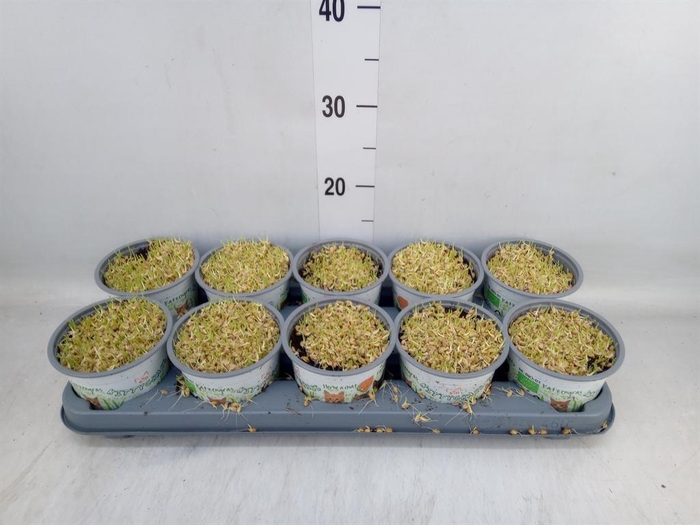 <h4>Hordeum sp. ...kattegras zaai</h4>