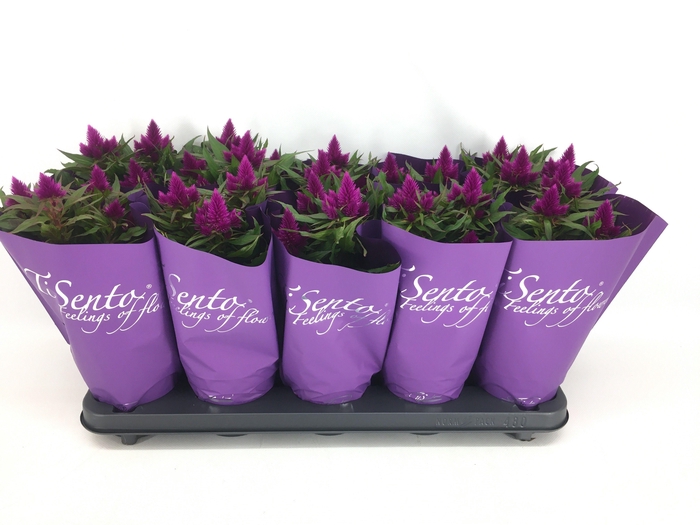 <h4>CEL ARGENTEA GEM</h4>