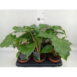 Alocasia  'Low Rider'