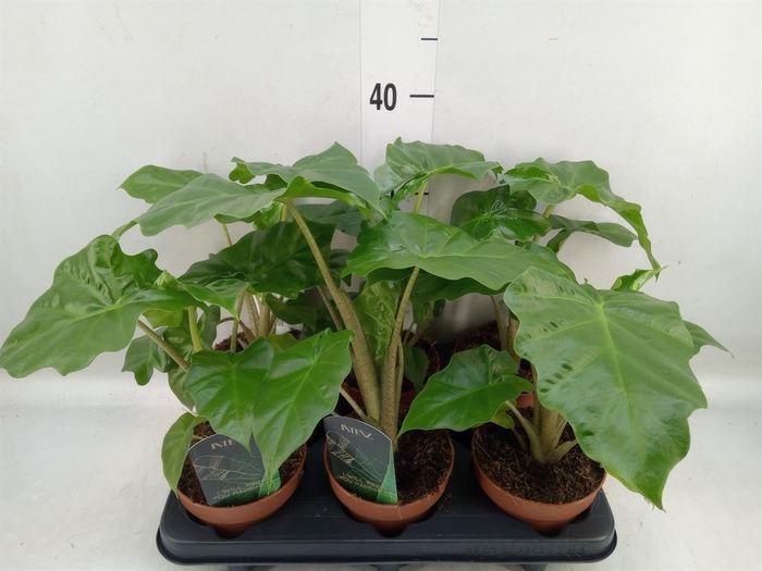 <h4>Alocasia  'Low Rider'</h4>