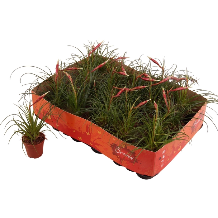 <h4>Vriesea 5,5Ø 25cm</h4>